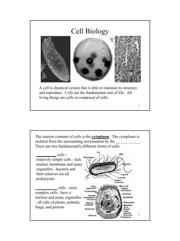 biology raven pdf